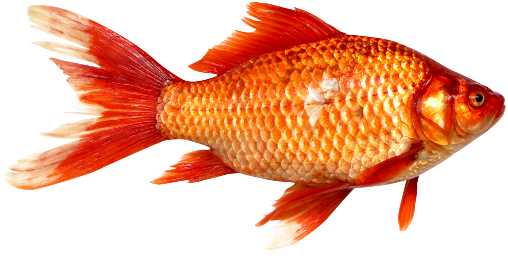orange-fish-png-image-8
